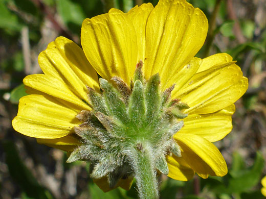 Hairy phyllaries