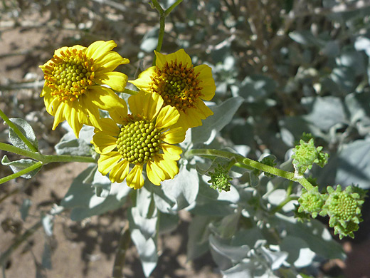 Brittlebush; Three flower heads of encelia farinosa (brittlebush)