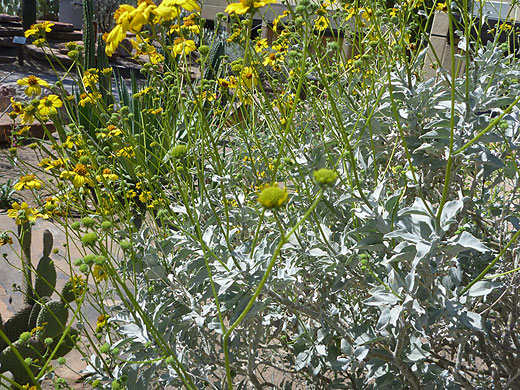 Flowers and leaves