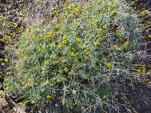 Brittlebush