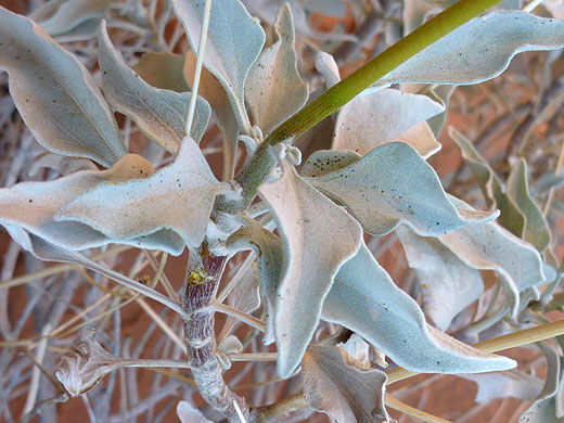 Leaves