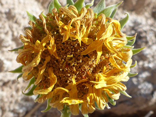 Silverleaf Sunray