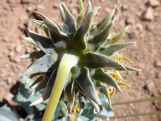 Phyllaries