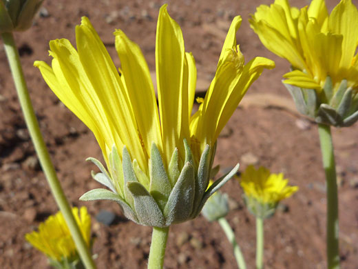 Nakedstem Sunray