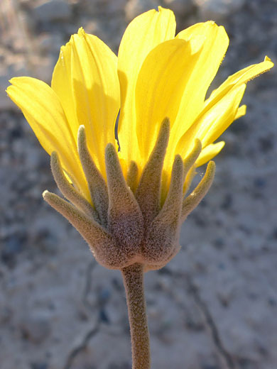 Florets and phyllaries