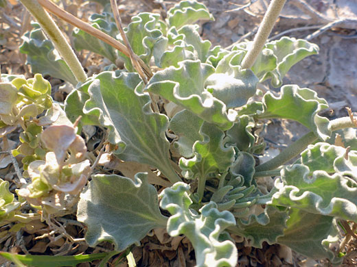 Var corrugata