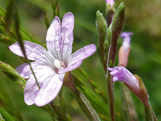 Tall Annual Willowherb; Flower and buds of epilobium brachycarpum - Snow Pass Trail, Yellowstone National Park, Wyoming