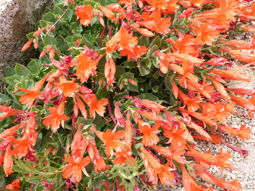 California Fuchsia