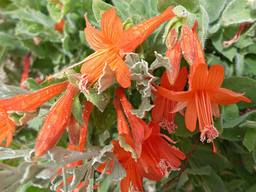 California Fuchsia; California fuchsia, Horseshoe Meadows Road, Sierra Nevada, California