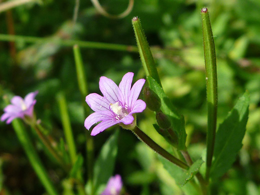 Fringed Willowherb; Epilobium ciliatum, Manzanita Creek Trail, Lassen Volcanic National Park, California