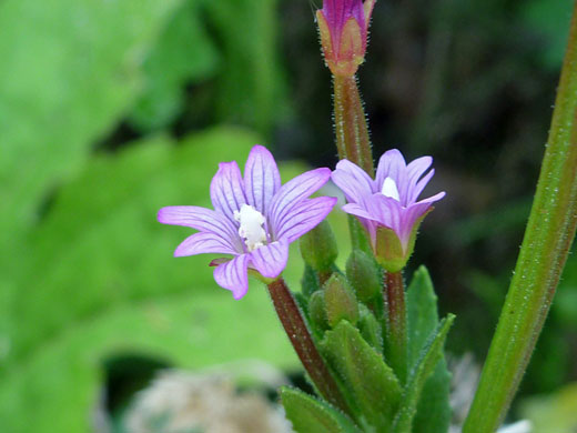 Two flowers