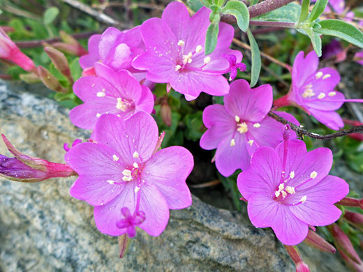 Rock Fringe Willowherb; Epilobium obcordatum, Bishops Pass Trail, Sierra Nevada, California