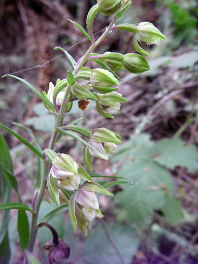 Broad-Leaved Helleborine; Epipactis helleborine along the Wildcat Beach Trail, Point Reyes National Seashore, California