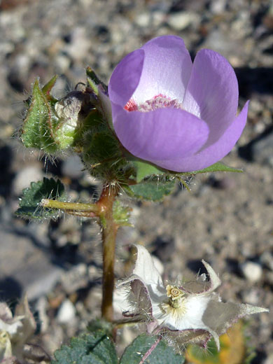 Desert Five-Spot