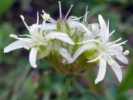 Ball-Head Sandwort; White-petaled flowers - eremogone congesta, La Sal Mountains, Utah