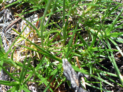 Eastwood's Sandwort