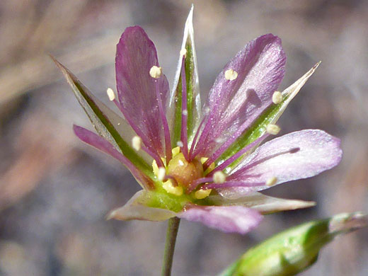 Pale pink petals