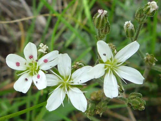 Fendler's Sandwort; Flowers and buds of Fendler's sandwort (arenaria fendleri), along the Cerro Grande Trail in Bandelier National Monument, New Mexico