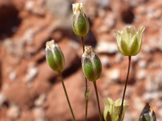 Mojave Sandwort