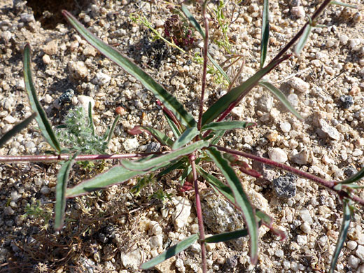 Narrowleaf Suncup