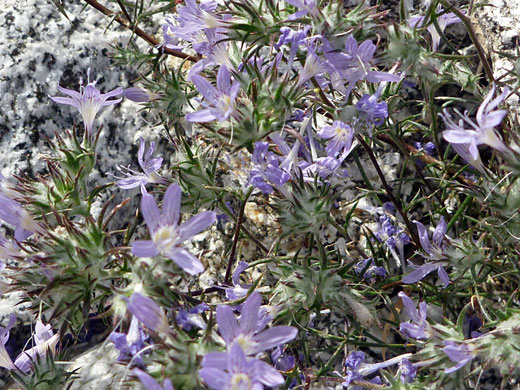 Desert Woolly Star