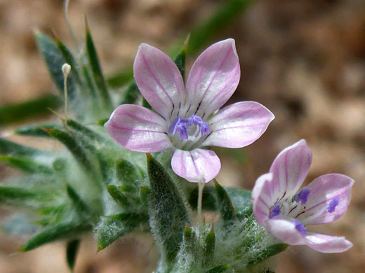 Wilcox's Woollystar; Eriastrum wilcoxii (wilcox's woollystar), Horseshoe Meadows Road, Sierra Nevada, California