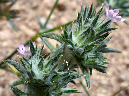 Wilcox's Woollystar