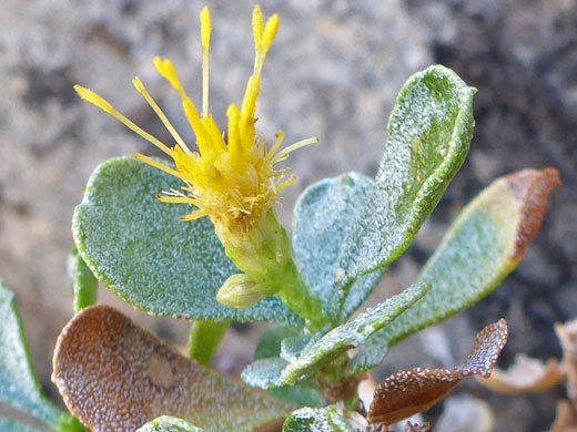 Wedgeleaf Goldenbush; Ericameria cuneata (wedgeleaf goldenbush), Buffington Pockets, Muddy Mountains, Nevada