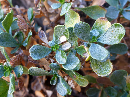 Oblanceolate leaves