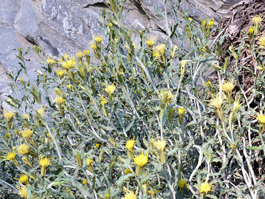 Many flowerheads