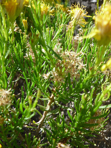 Leaves and stems