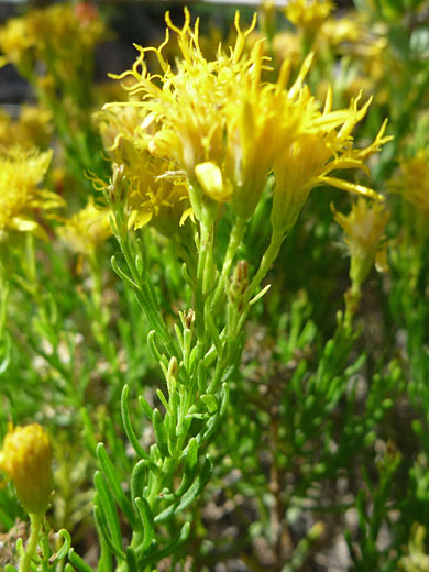 Turpentine Bush