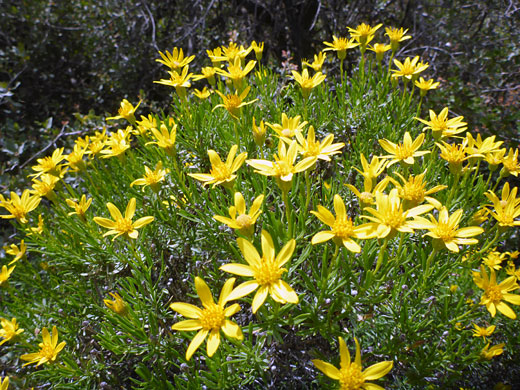 Many flowering stems