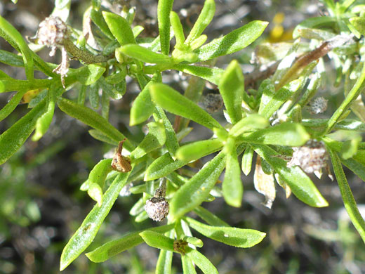 Narrow leaves
