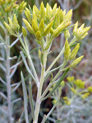 Rubber Rabbitbrush; Small yellow flowerheads - ericameria nauseosa, Knife Edge Trail, Mesa Verde National Park, Colorado