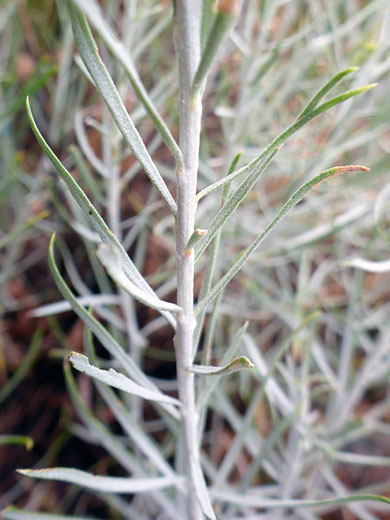 Rubber Rabbitbrush