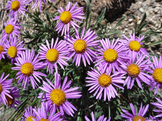 Sierra Fleabane; Sierra fleabane (erigeron algidus), South Lake Trail, Sierra Nevada, California