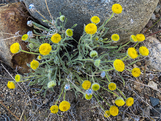 Rayless Shaggy Fleabane; Erigeron aphanactis var aphanactis, along Lee Vining Creek near Mono Lake, California