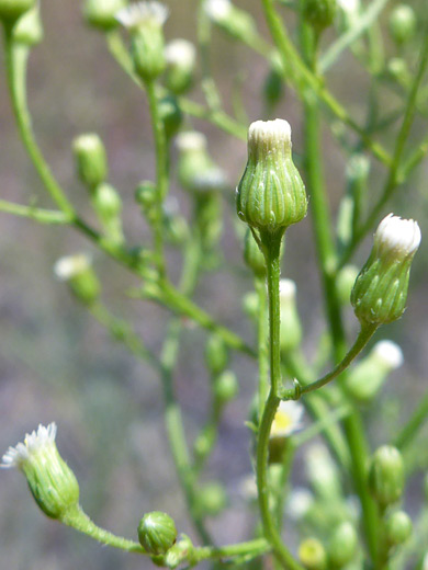 Canadian Horseweed; Green phyllaries and white florets of erigeron canadensis; Deerlodge Park, Dinosaur National Monument, Colorado