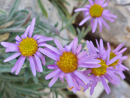 Clokey's Fleabane; Erigeron clokeyi var clokeyi (clokey's fleabane), Mummy Spring Trail, Mt Charleston, Nevada