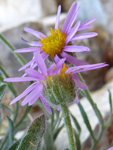 Clokey's Fleabane