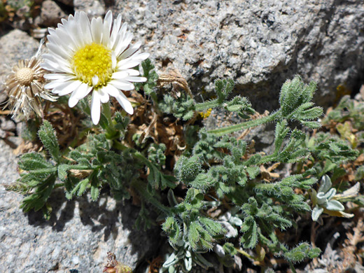 Dwarf Mountain Fleabane