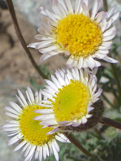 Three flowerheads