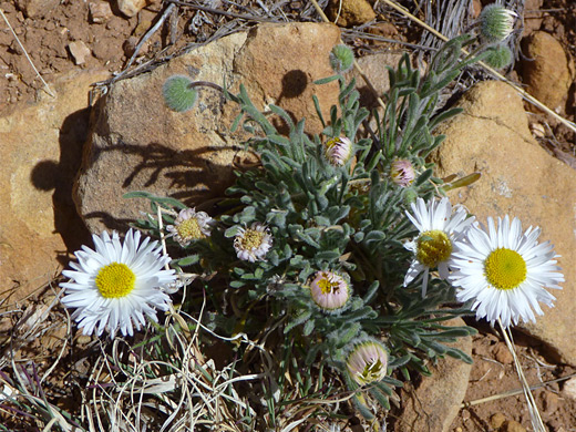 Tidy Fleabane; White flowers and fuzzy leaves - erigeron concinnus near Comanche Point, Grand Canyon National Park, Arizona