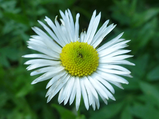 Large Mountain Fleabane; Erigeron coulteri, Ten Lakes Trail, Yosemite National Park, California