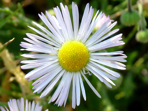 Spreading Fleabane; Thin ray florets of erigeron divergens (spreading fleabane), at City of Rocks National Preserve, Idaho