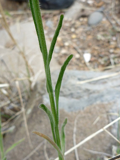 Stem