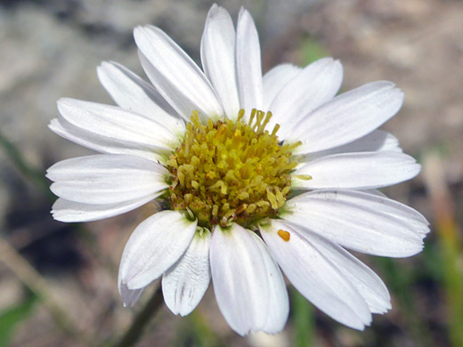 Eaton's Daisy; White flowerhead of erigeron eatonii, along the Titcomb Basin Trail, Wind River Range, Wyoming