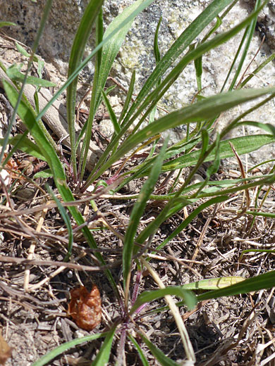 Eaton's Daisy