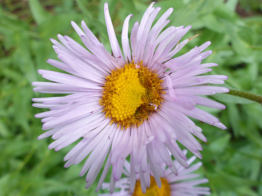 Tall Fleabane; Pink and orange flowerhead of erigeron elatior, Manns Peak Trail, La Sal Mountains, Utah